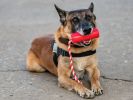 "USA-K9 Firecracker Durable Rubber Floating Dog Training Toy: by SodaPup