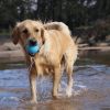 "Dog Chew Toy & Floating Retrieving" by Soda Pup