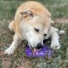 "Dog Slow Feeder eTray Enrichment Tray" From Soda Pup