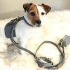 "Handmade PoisePup Dog Harness" Leather