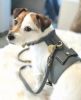 "Handmade PoisePup Dog Harness" Leather