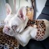 "PoisePup" Beautiful Stylish Design Dog Harness