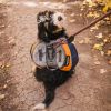 Dogs "Adventurer 2-piece Dog Pack" With EZ Latch Harness