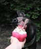 "Soda Pup Cupcake Dog Chew Toy & Treat Dispenser"