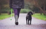 Chuckit Classic Ball Launcher for Dogs